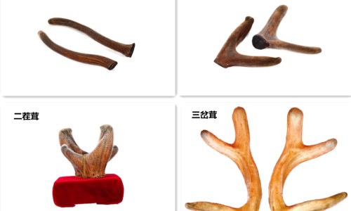 贯众炭会伤胃吗-【贯众炭别名叫什么】贯众炭的功效 - 贯众炭副作用网